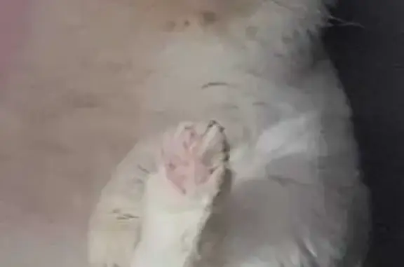 Missing cat Singapore, photo: Lost White Persian Cat: Pasir Ris Area