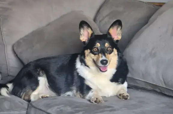 Sweet Dog Found on 180th in Hersey, MI