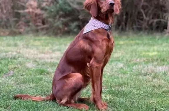 Animaux perdus , photo: Perdue: Setter irlandais femelle Sybelle