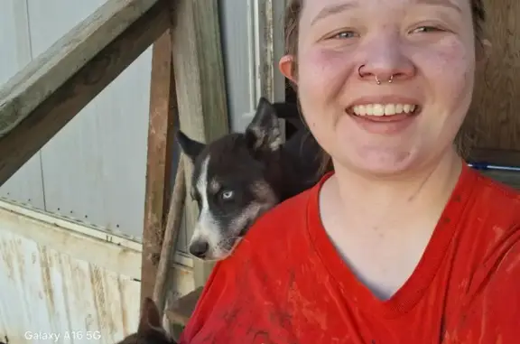 Lost Husky Puppy: Reward Offered
