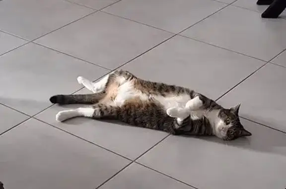 Chat perdu, , photo: Chatte tigrée perdue, Valserhône