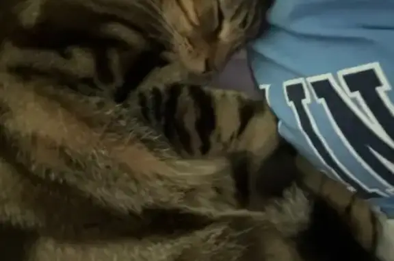 Lost Friendly Cat: Black & Brown in Charlotte