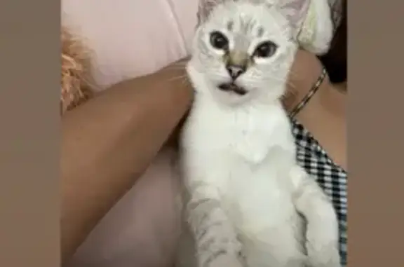 Chatte perdue Nieve, blanche à bouts foncés - photo