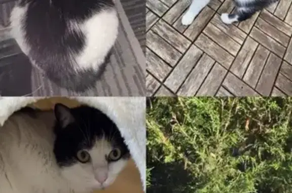 Chat noir et blanc perdu à Izon - photo