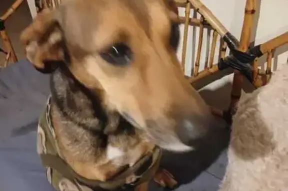 ¡Ayuda a Encontrar a Uma en Córdoba!