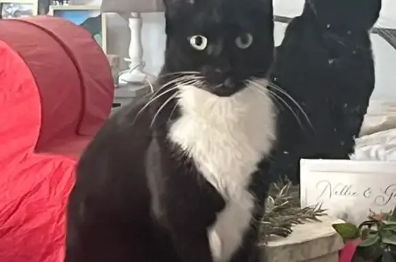 Chatte perdue rue Rolande Trempé, Toulouse - photo