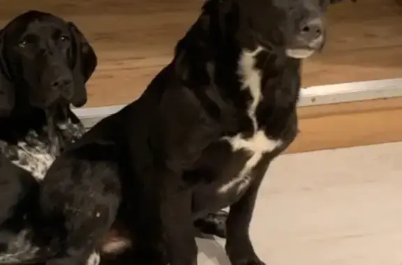 Chienne perdue à Mérobert, noire et blanche - photo