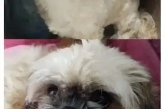 cachorro desaparecida