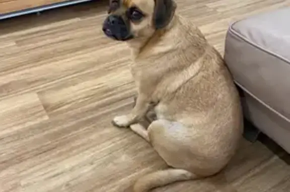 Lost Friendly Dog: Charlton Dr, Salisbury