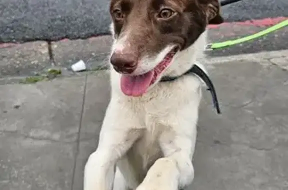 cachorro encontrada