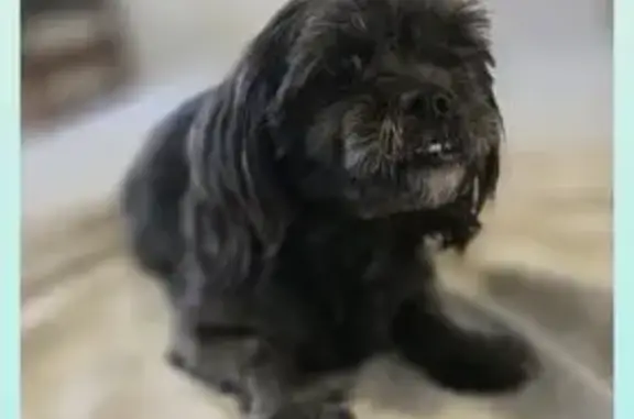 Lost Black Dog in Howard - Needs Help!