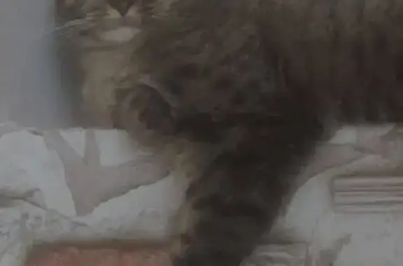 Зникла сіро-коричнева кішка з особливими вушками