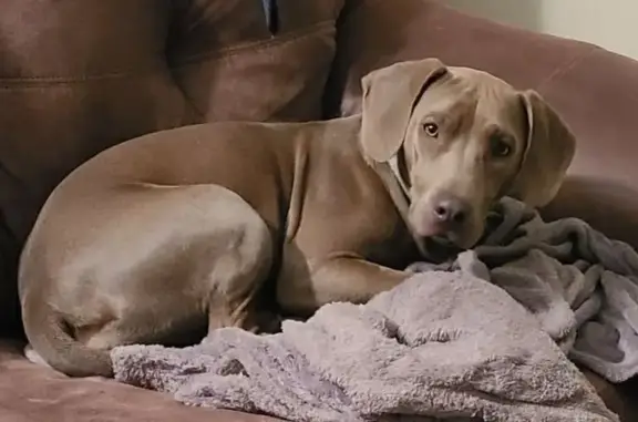 Lost Small Weimaraner-Like Dog on CR 229