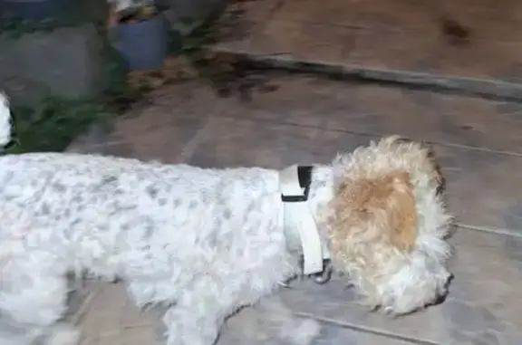 Animaux trouvés , photo: Fox terrier mâle perdu sur la RN102