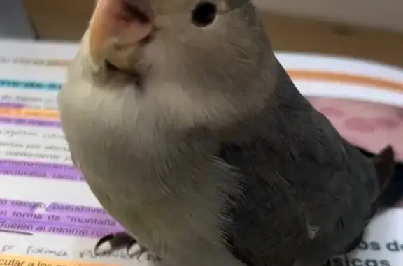 ¡Agaporni Azul Perdido en Aven...