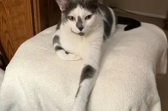 Lost and found pets Milford, photo: Lost Indoor Cat: White with Unique Markings