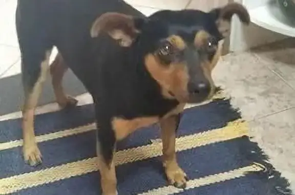 cachorro desaparecida