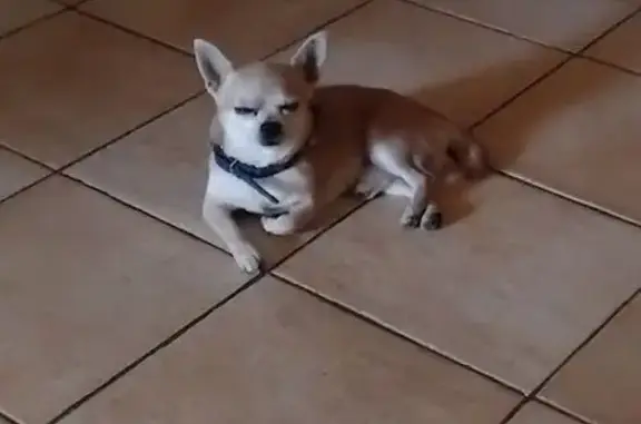 Chihuahua beige perdu à Béziers août 2025 - photo