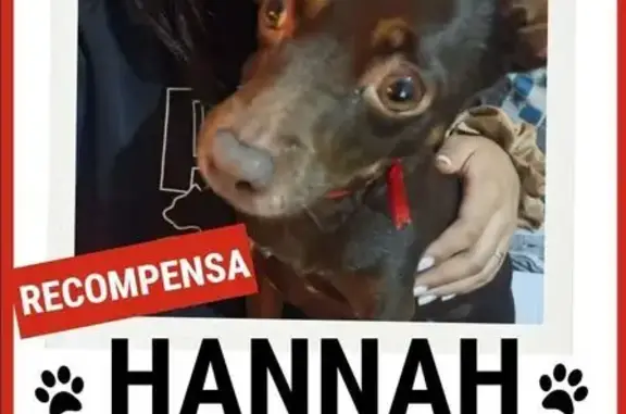 Chihuahua Café Perdida en Naucalpan