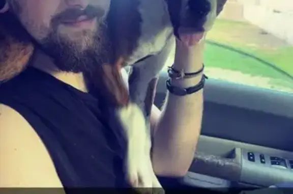 Sweet Striped Boxer Lost on Bohn St, Biloxi