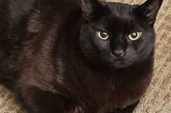 Lost Large Black Cat on Walnut St, 18lbs