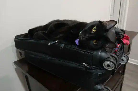 Lost Black Cat: Mamba, Purple Heart Tag