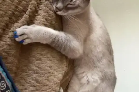 Lost Cat: White/Gray, Blue Eyes in Layton