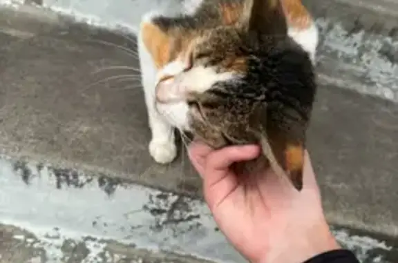 Lost pets Palm Coast, photo: Lost Cat: Injured, Allergic, and Vocal