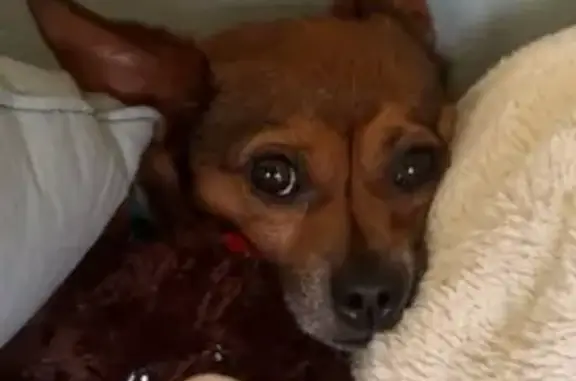 Lost Corgi Chihuahua - Oak Ave, Stafford