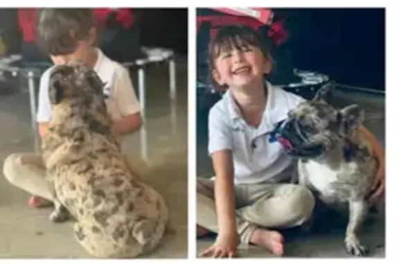 Lost Dog Roc: Missing from Ferris