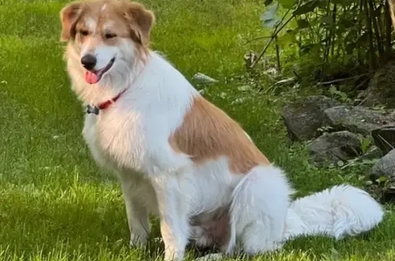 Lost Dog Alert: Carter Rd, Warren