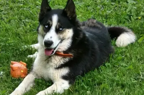 Lost Dog: Black/White, Orange Collar, Lenoir