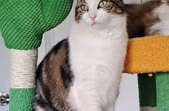 Lost Cat: White & Tabby in Melville