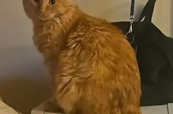 Lost Cat: Food-Loving Feline in Middletown