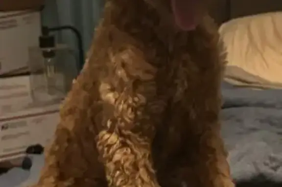 Lost Goldendoodle Puppy in Hatton, AL