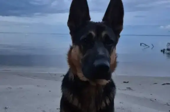 Зникла собака з особливими прикметами