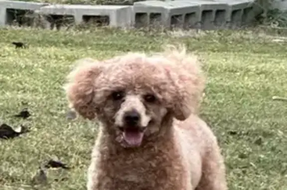 Lost Light Brown Poodle in Lawrenceville
