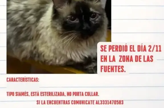 Gata Siamés Perdida: Pimienta, 7 años, Zapopan