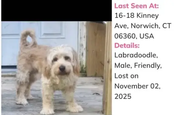 Friendly Blonde Dog Lost on Kinney Ave