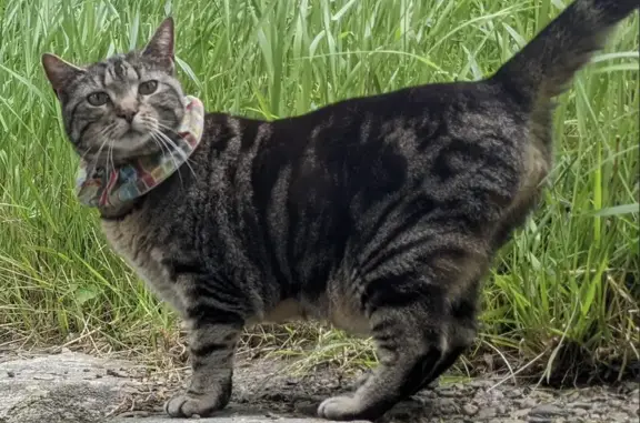 Lost Tabby Cat Lena in Prospect Hill