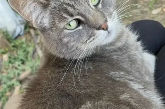 Lost pets Beaverton, photo: Lost Tabby: Grey/White, Green Eyes, Beaverton