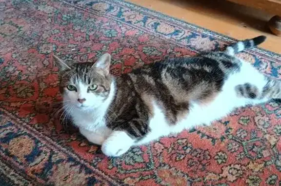 Lost Tabby Cat in Arlington, VA