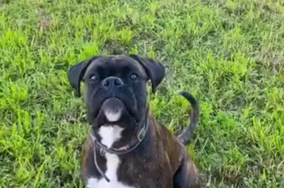 ¡Ayuda! Boxer perdido en Laxe, responde a Rambo