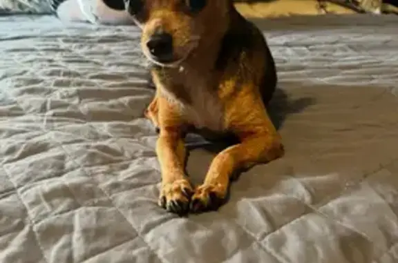 Lost pets California City, photo: Lost Dog: Brown/Tan/White in Huntington Park