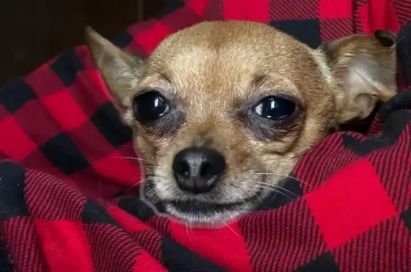 Lost pets California City, photo: Lost 7-Year-Old Chihuahua in Huntington Park