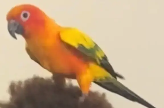 Lost Colorful Bird in Gold Coast City