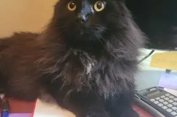 Lost: Gentle 13-Year-Old Cat 'Buddy'