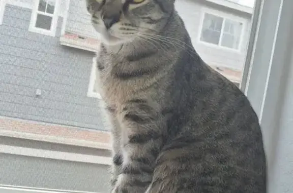 Lost pets Longmont, photo: Lost Cat: Gray & Black, Venice Lane 1652