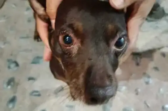 Perro perdido: Café con manchas en Naucalpan