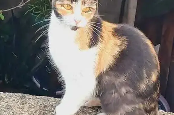 Animales perdidos San Cristobal de las Casas, foto: ¡Gata Cálico Perdida en San Cristóbal!